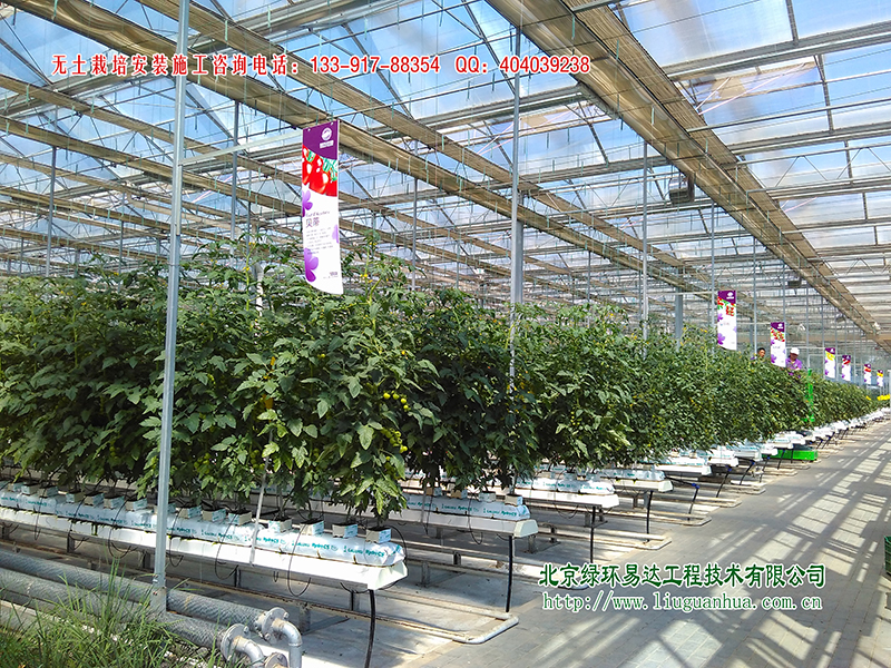 立体无土栽培设施-立体番茄栽培